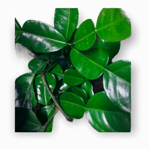 May include: A bunch of green kaffir lime leaves.