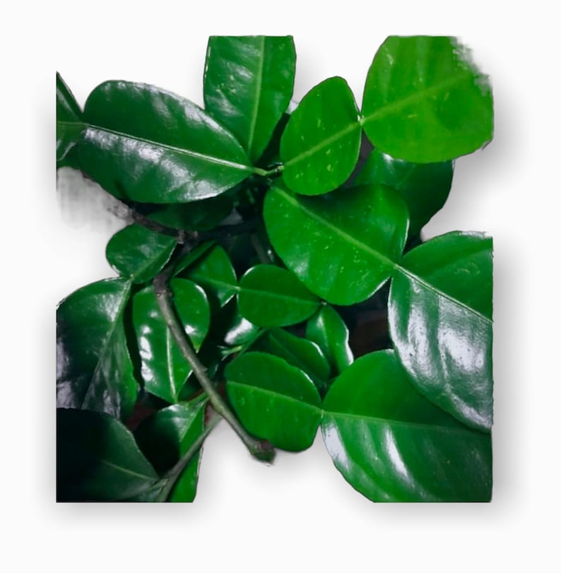 May include: A bunch of green kaffir lime leaves.