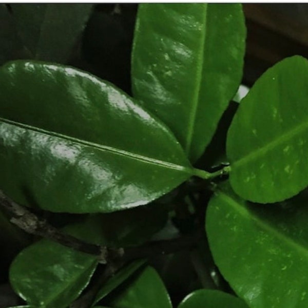 Fresh Kaffir Lime Leaves Single Lobed Thai Makrut Mauritius Papeda Citrus Hystrix Picked to Order Lemon Leaves