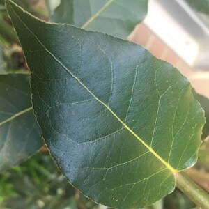 Fresh Bay Leaves Picked by Hand to Order Laurus Nobilis Bay Leaf Tree Bay Laurel Sweet Bay
