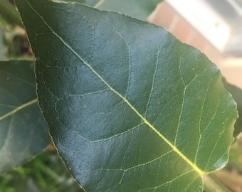 Fresh Bay Leaves Picked by Hand to Order Laurus Nobilis Bay Leaf Tree Bay Laurel Sweet Bay