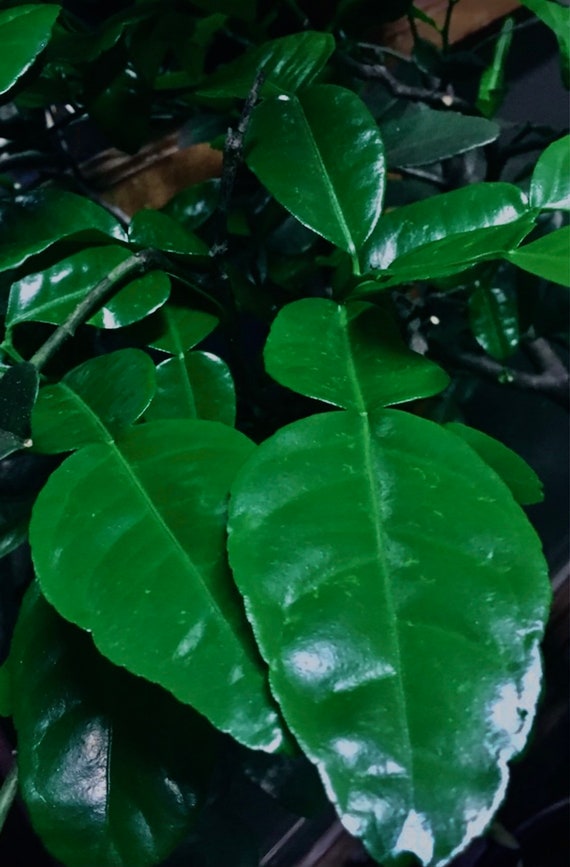 Fresh Kaffir Lime Leaves Double-Lobed Leaves Thai Makrut Mauritius Papeda Citrus Hystrix Hand-Picked Gift under 20