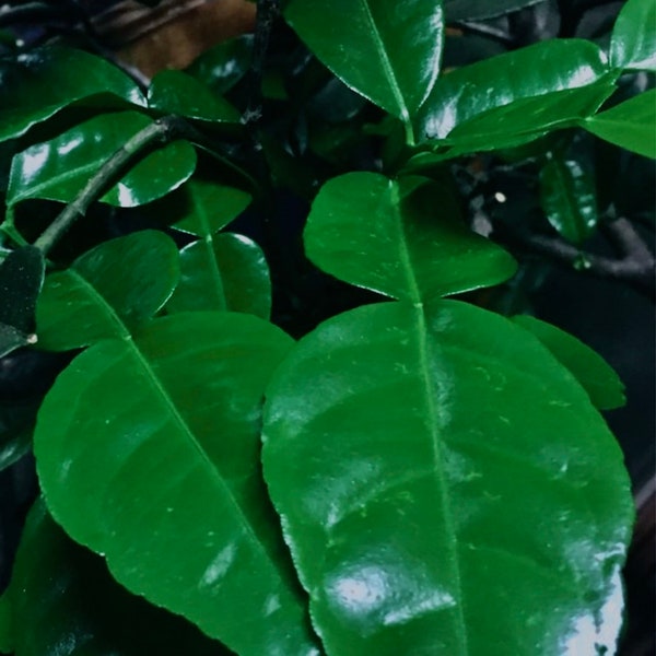 Fresh Kaffir Lime Leaves Double-Lobed Leaves Thai Makrut Mauritius Papeda Citrus Hystrix Hand-Picked Gift under 20