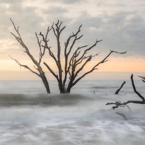 Peut inclure: Un arbre squelettique solitaire se dresse dans les eaux peu profondes d'un océan brumeux et gris. L'eau est floue en raison de la longue exposition, créant un effet onirique et éthéré. Le ciel est d'un rose pâle et orange doux, suggérant un lever ou un coucher de soleil.