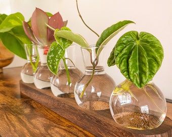 Propagation station for plant cuttings, Plant lover gift, House warming gift, House plant gift