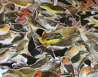 Bird illustrations cut outs, Embellishments ,ephemera kit 50 piece pack,ideal for journals and scrapbooking.