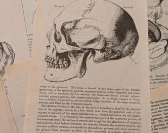 Gray’s Anatomy Book pages, 20pc vintage pages with illustrations, ephemera, junk journals, decoupage, steam punk
