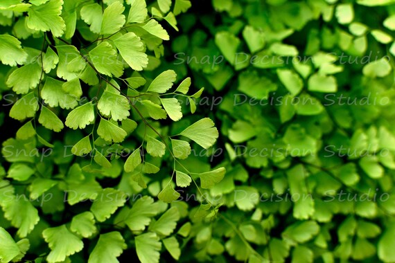 Adiantum Delta Maidenhair Fern Green Lush Etsy