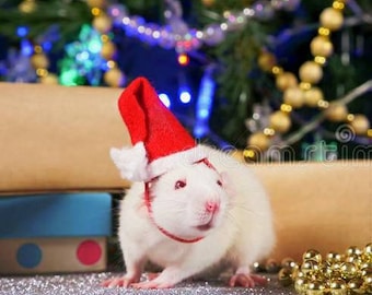 SANTA HATS for RATS! Dress up for Christmas photos, make memories, share on social media. Rats love Christmas too, get them in on the fun!