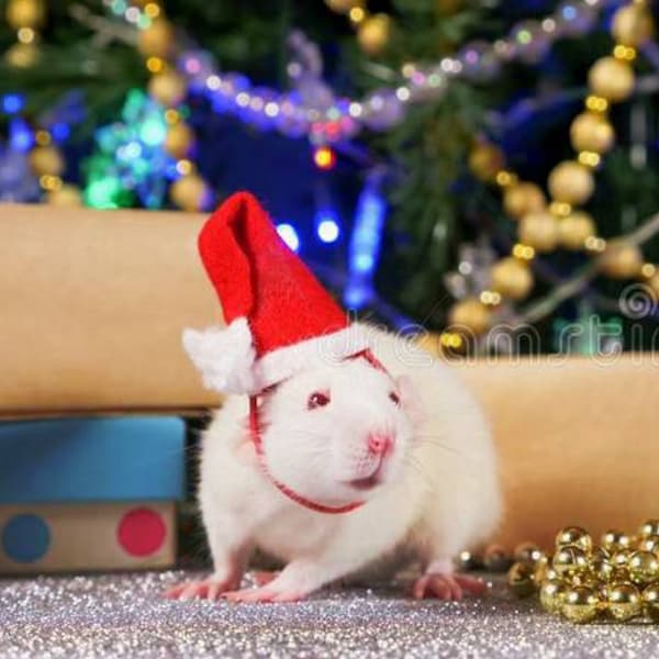SANTA HATS for RATS! Dress up for Christmas photos, make memories, share on social media. Rats love Christmas too, get them in on the fun!