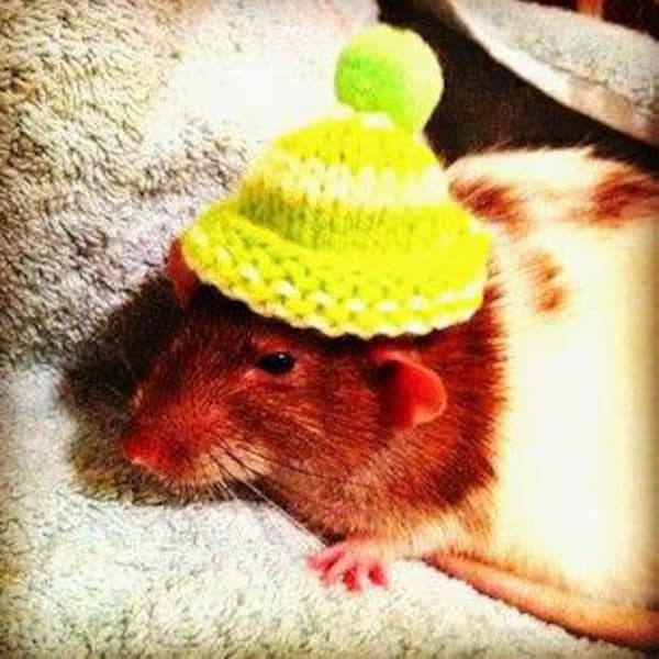 BOBBLE HATS for RATS. Cute dress up hats for your ratties. Take beautiful photos, make memories and share on social media. Super cute rats