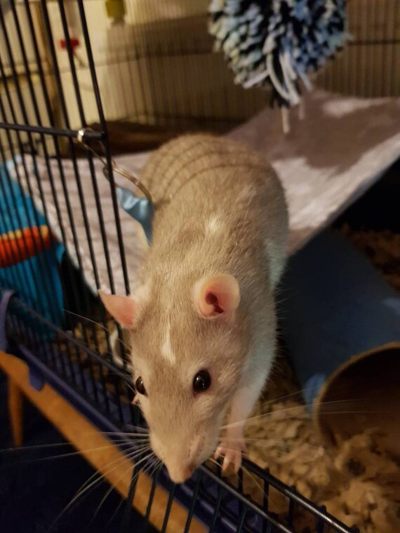Purple rat cage deals