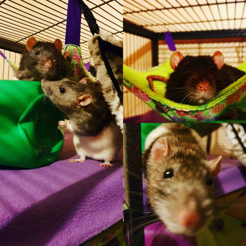 SONIC THE HEDGEHOG Rat Hammock / Pet Hammock. in Teal Size Xl. Etsy