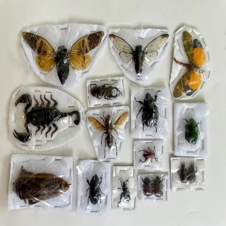 15 Real Preserved Insect Specimens - Beetles, Cicadas, Scorpion For Taxidermy Art, Oddities Collection