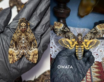 Pack 1,2 Real Death Head Moth Acherontia Spread Mounted Skull Moth Silence lambs Entomology Dead Insect Dried Butterfly Taxadermy Taxidermy