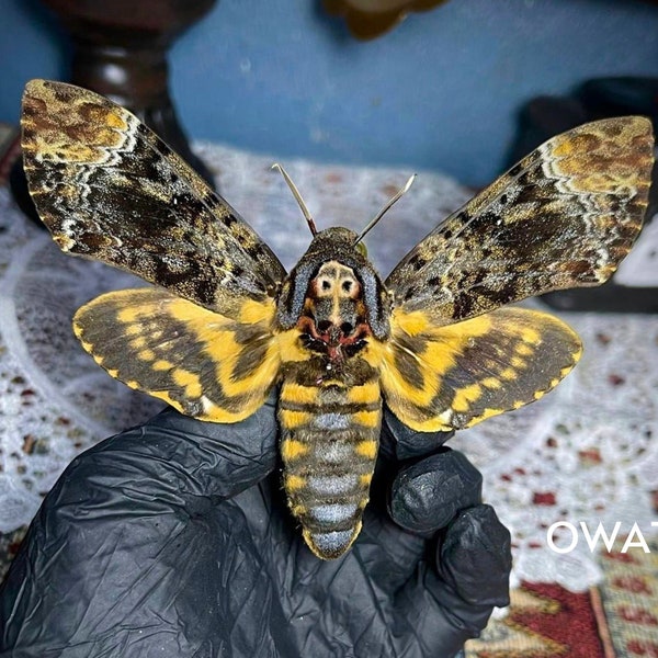 Real Spread Death Head Moth Acherontia Entomology Mounted Hawkmoth Butterfly Insect Taxidermy Oddity Taxadermy Bug