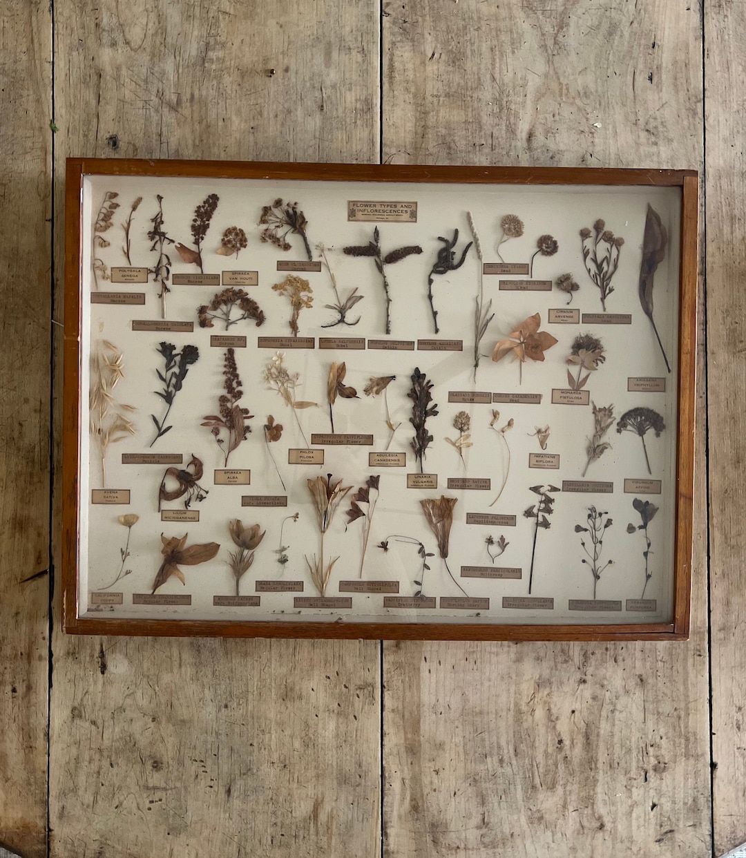 Botanical Herbarium Specimen Display Chart Etsy