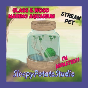 Wood&Glass Marimo Moss-Ball Animated Stream Pet