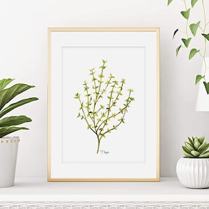 Thyme watercolor, Aromatic herb watercolor, Thyme plant poster, Thyme plant poster, Botanical poster, wall decor, Art print