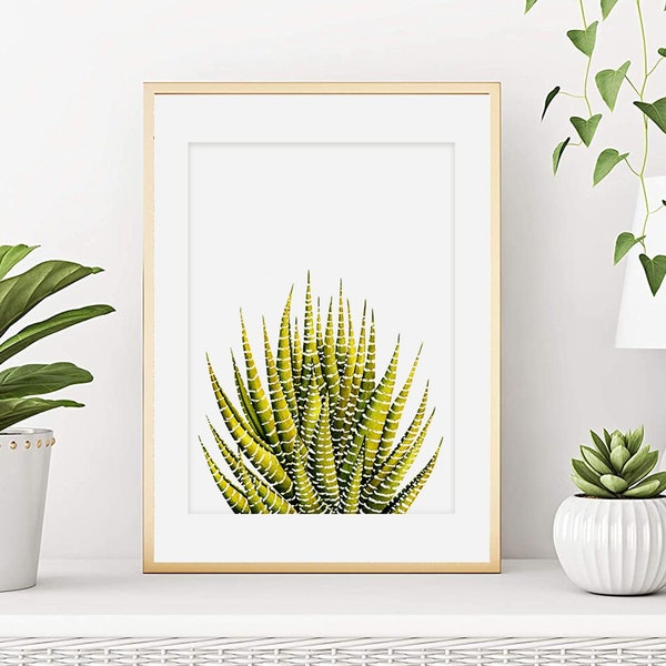Aquarelle plante grasse Aloe Zebra, Illustration botanique pour la décoration de votre maison, Affiche murale, Déco végétale, Art