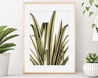 Phormium botanical watercolor, houseplant poster, Botanical watercolor, Plant illustration, Phormium painting, Art print