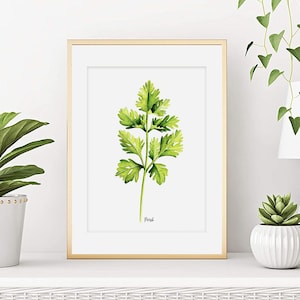 Aromatische kruidenaquarel, Peterselieposter, Plantaardige kunst voor de keuken, Aromatische plant, Keukendecoratieschilderij, Kunstprint