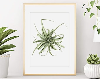 Aquarelle botanique, Affiche plante d'intérieur, Aquarelle botanique, Tillandsia Xerographica, Art végétal, Décoration maison, Tirage d'art.