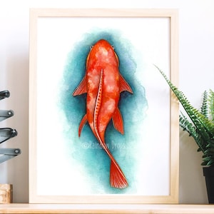Koi Poster. Koi Print. Koi watercolor. Koi Drawing. Koi Painting. Koi kohaku. Koi orange white. Art print of my original watercolor