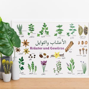 Könnte beinhalten: Ein weiß gerahmtes Poster mit Illustrationen verschiedener Kräuter und Gewürze. Das Poster ist mit "Kräuter und Gewürze" in deutscher Sprache betitelt. Das Poster enthält auch die arabischen Wörter "الأعشاب والتوابل", die ebenfalls "Kräuter und Gewürze" bedeuten.