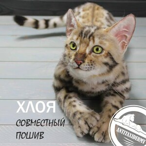 Könnte beinhalten: Ein realistischer präparierter Katze mit einem gefleckten Fell aus Beige, Braun und Schwarz. Die Katze hat grüne Augen und eine rosa Nase. Der Text "ХЛОЯ СОВМЕСТНЫЙ ПОШИВ" wird in Weiß angezeigt. Ein Logo mit einer Katzensilhouette befindet sich in der unteren rechten Ecke.