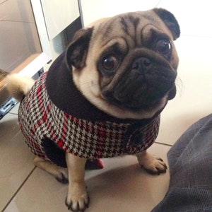 Wool Clothes for Pugs: Lads & Lassies Wool Coat
