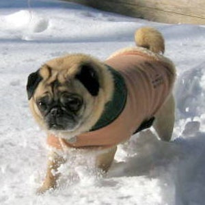 Pug Snuggly's Tan Winterfleece Coat (Not all coats have embroidered logo)