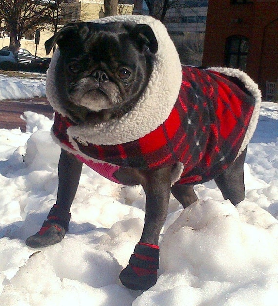 pug dog winter clothes