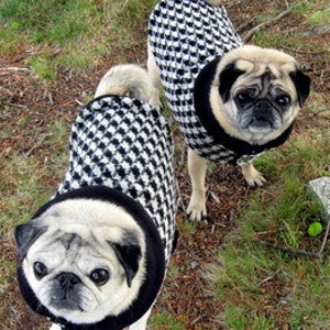 Wool Clothes for Pugs: Timeless Houndstooth