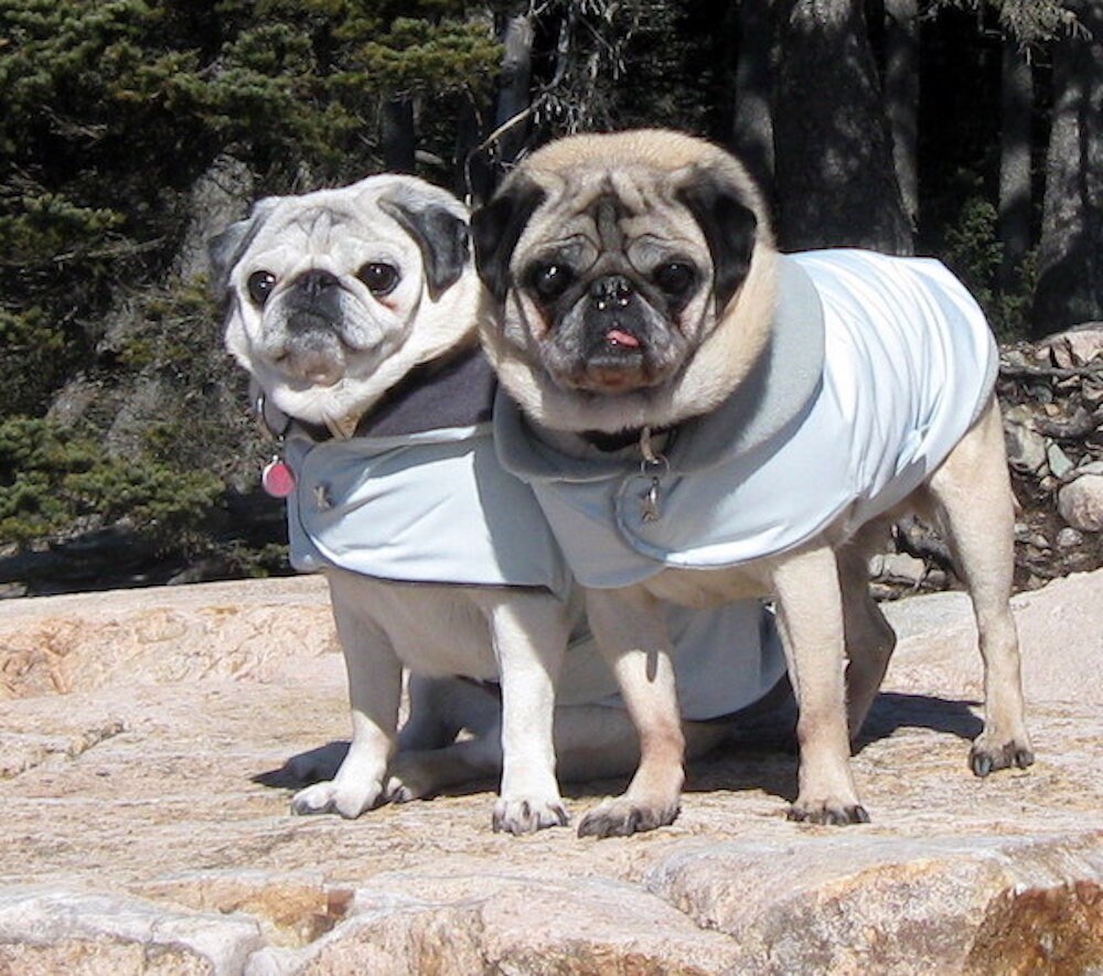 Dog ski jacket hot sale