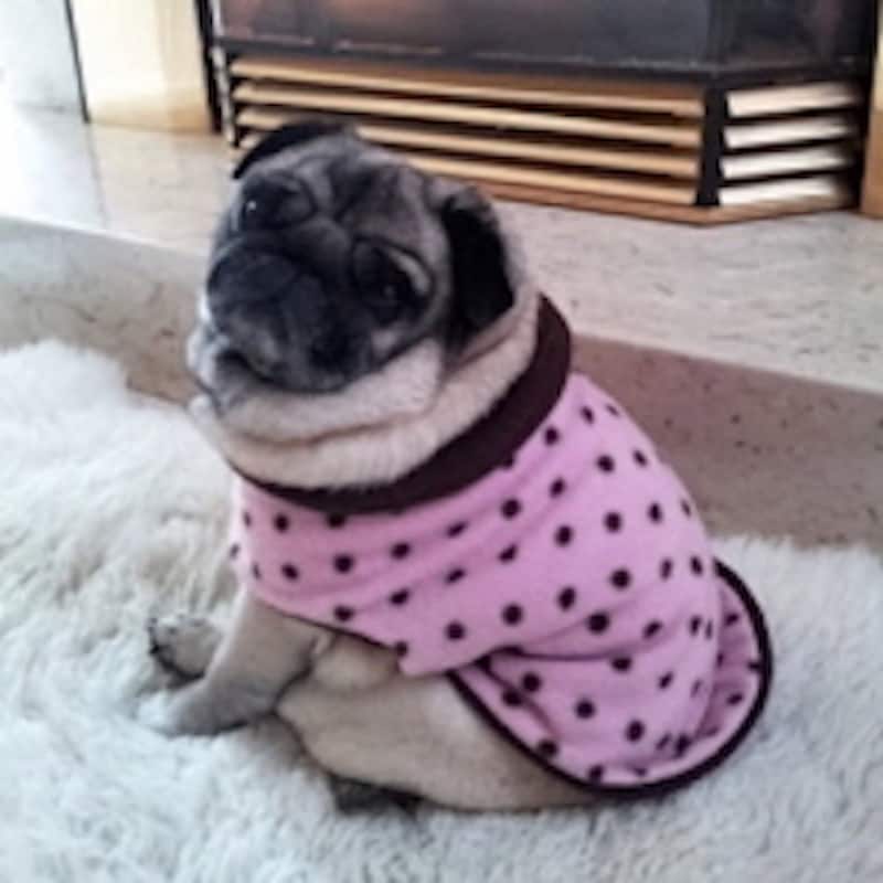 Pink Pug - Etsy