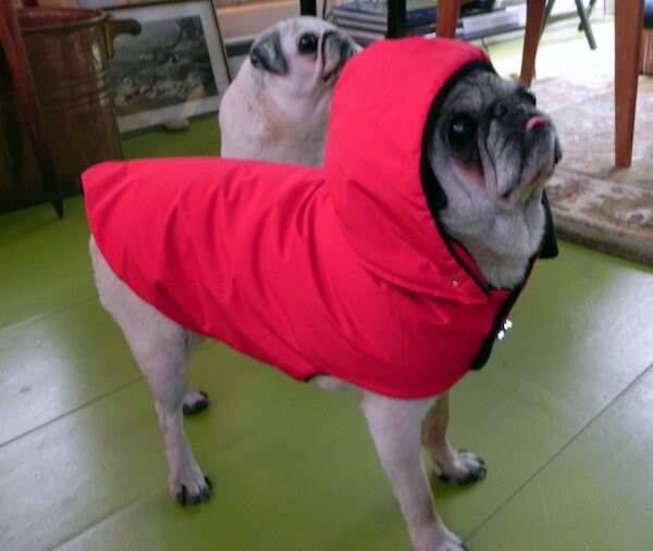 PugSnugglybyYogi - Etsy