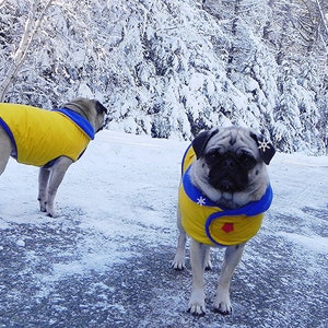 Insulated Winter Coat for Pugs: Frost Blue Snow Patrol