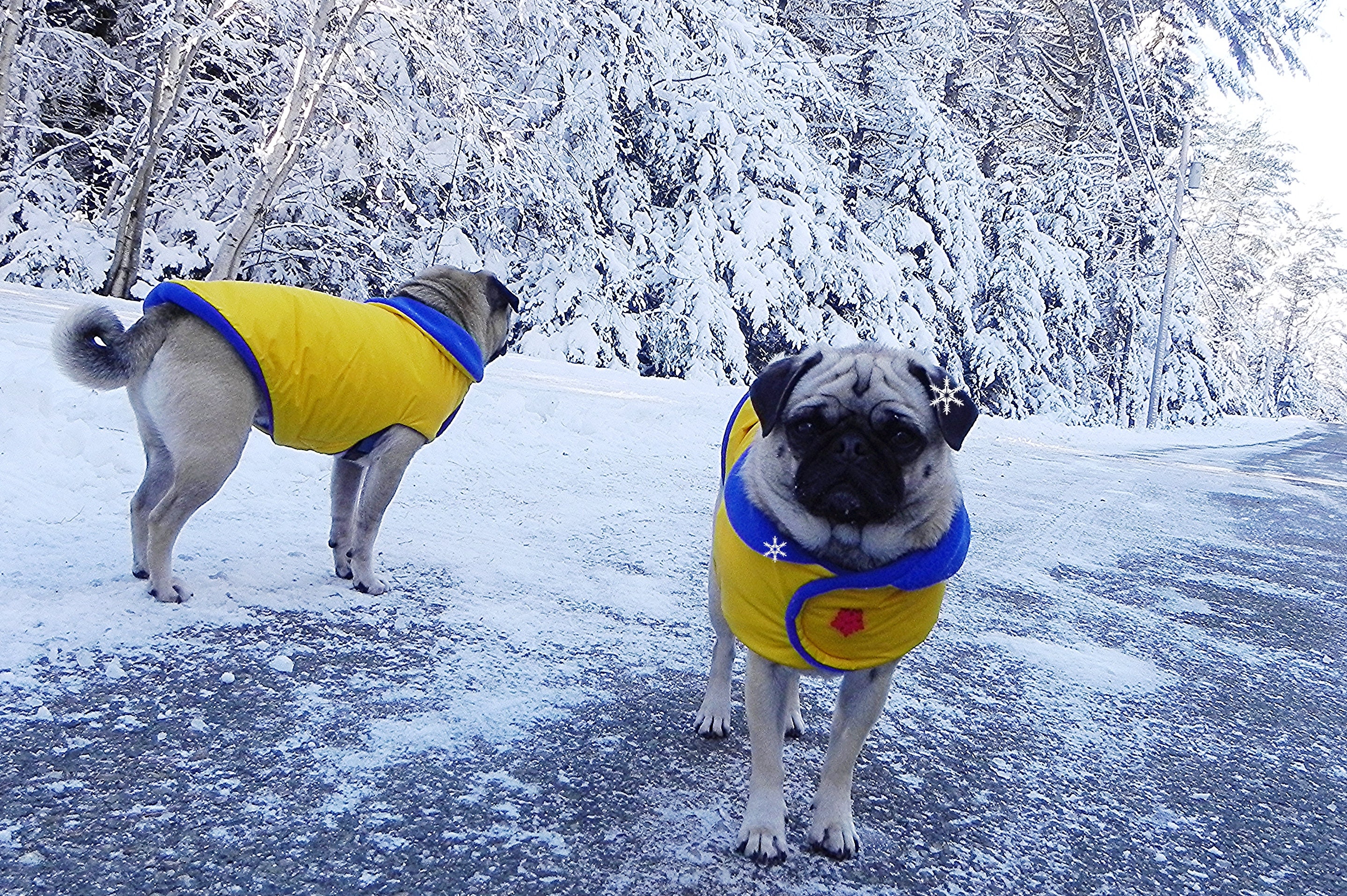 Pug jackets uk online