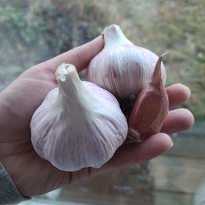 Persian Star Garlic **WASHINGTON SHIPPING ONLY** | Gourmet Garlic | Fresh Garlic | Hardneck Garlic | Garlic Bulbs | Best Gifts for Cooks