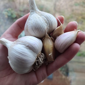 Georgian Fire Garlic **WASHINGTON SHIPPING ONLY** | Gourmet Garlic | Fresh Garlic | Hardneck Garlic | Garlic Bulbs | Best Gifts for Cooks