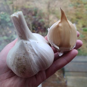Elephant Garlic **WASHINGTON SHIPPING ONLY** | Gourmet Garlic | Fresh Garlic | Hardneck Garlic | Garlic Bulbs | Best Gifts for Cooks