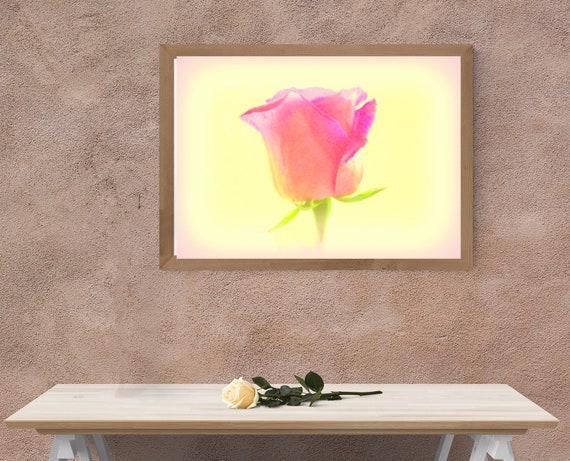 Yellow And Pink Delicate Rose Close Up Art Print Home Decor Wall Art Poster C 