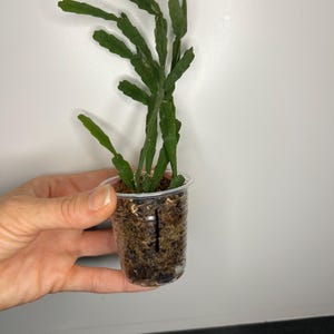 Rhipsalis Live Plant