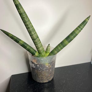 Sanseveria Cylindrica Live Plant