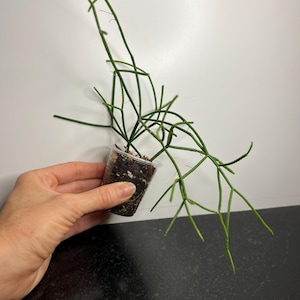 Rhipsalis Live Plant