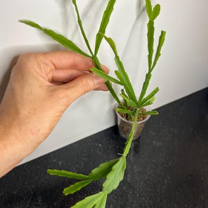 Rhipsalis Live Plant