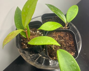 Hoya Pubicalyx Starter Plant