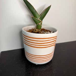 Dracaena Hanningtonii - Sansevieria Samurai in a cute Ceramic Pot - Live Plant - Sansevieria Ehrenbergii Samurai