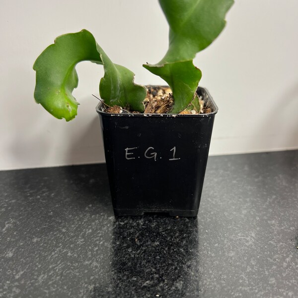 Epiphyllum Guatemalense Monstrose - Starter Plant